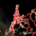 crab_xeno_jj_kb_h_0087_png0167.jpg